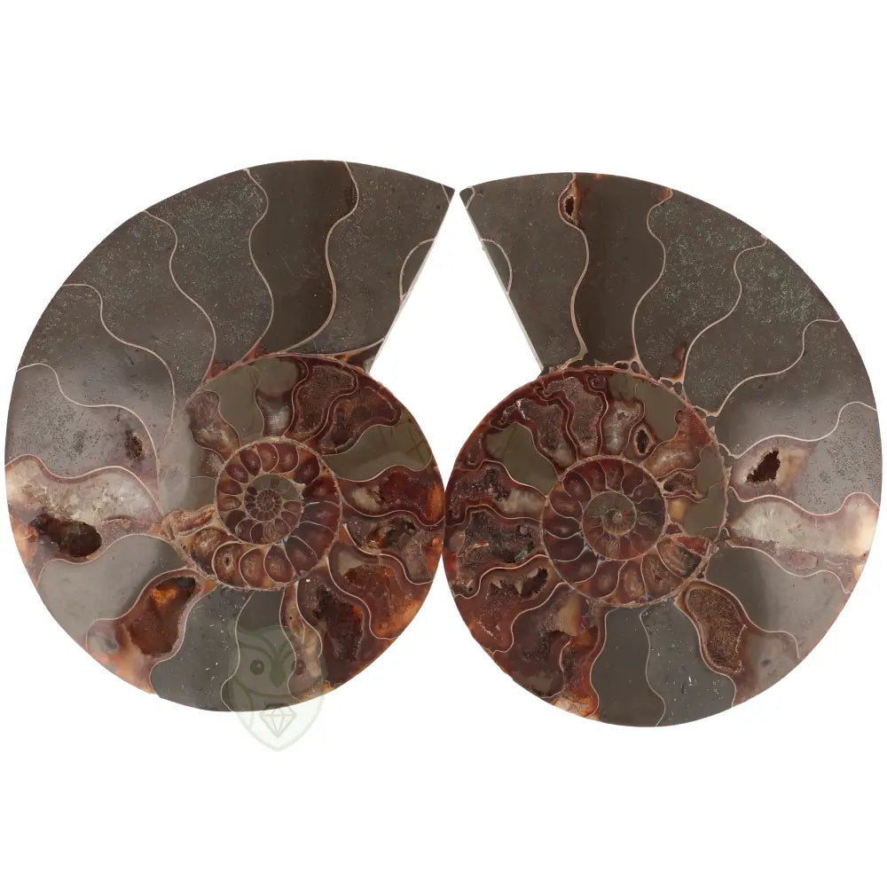 Ammoniet fossiel paartje nr. 64 - 410 gram | Fossiel kopen