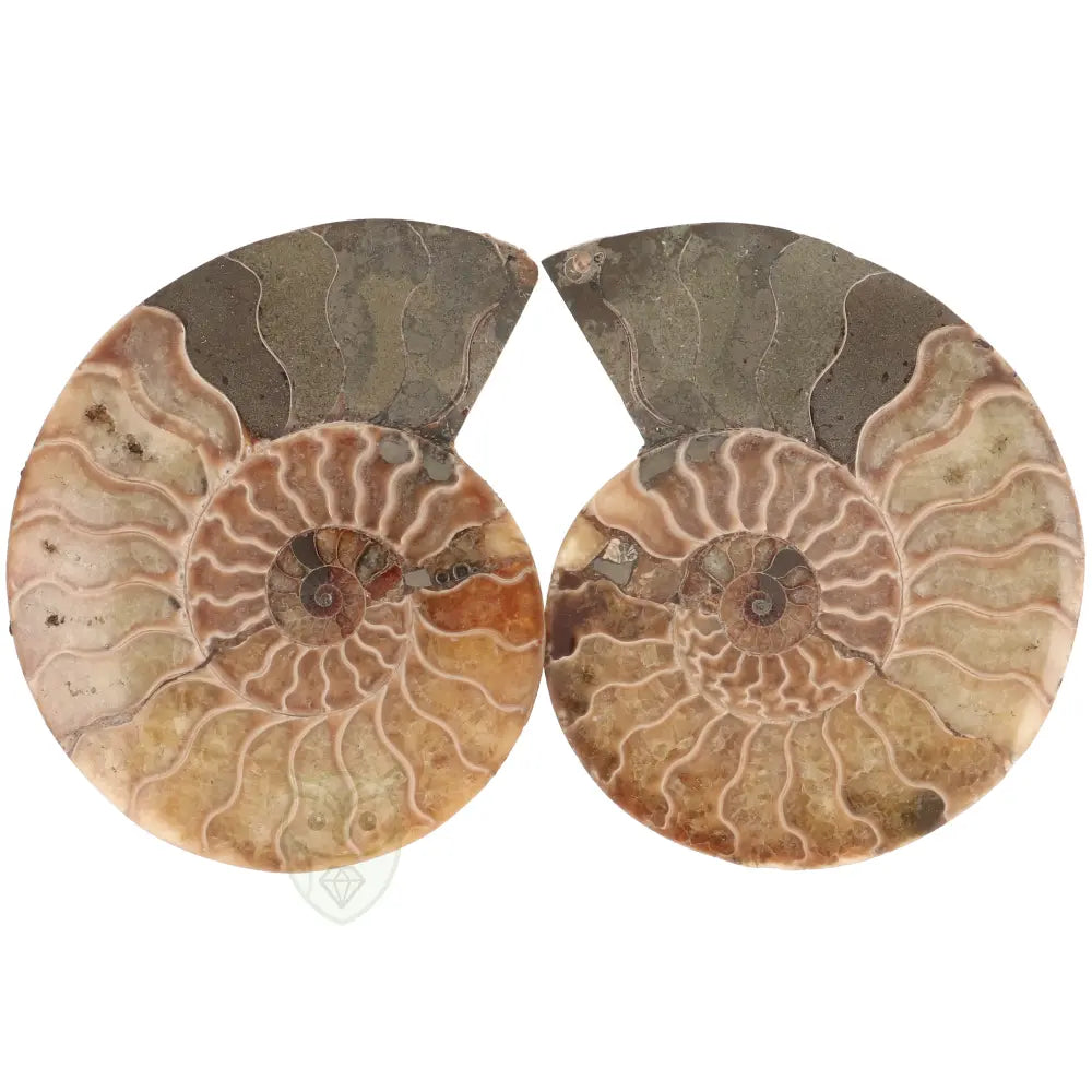 Ammoniet fossiel paartje nr. 69 - 317 gram | Fossiel kopen