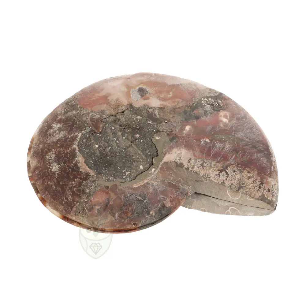 Ammoniet fossiel paartje nr. 70 - 523 gram | Fossiel kopen