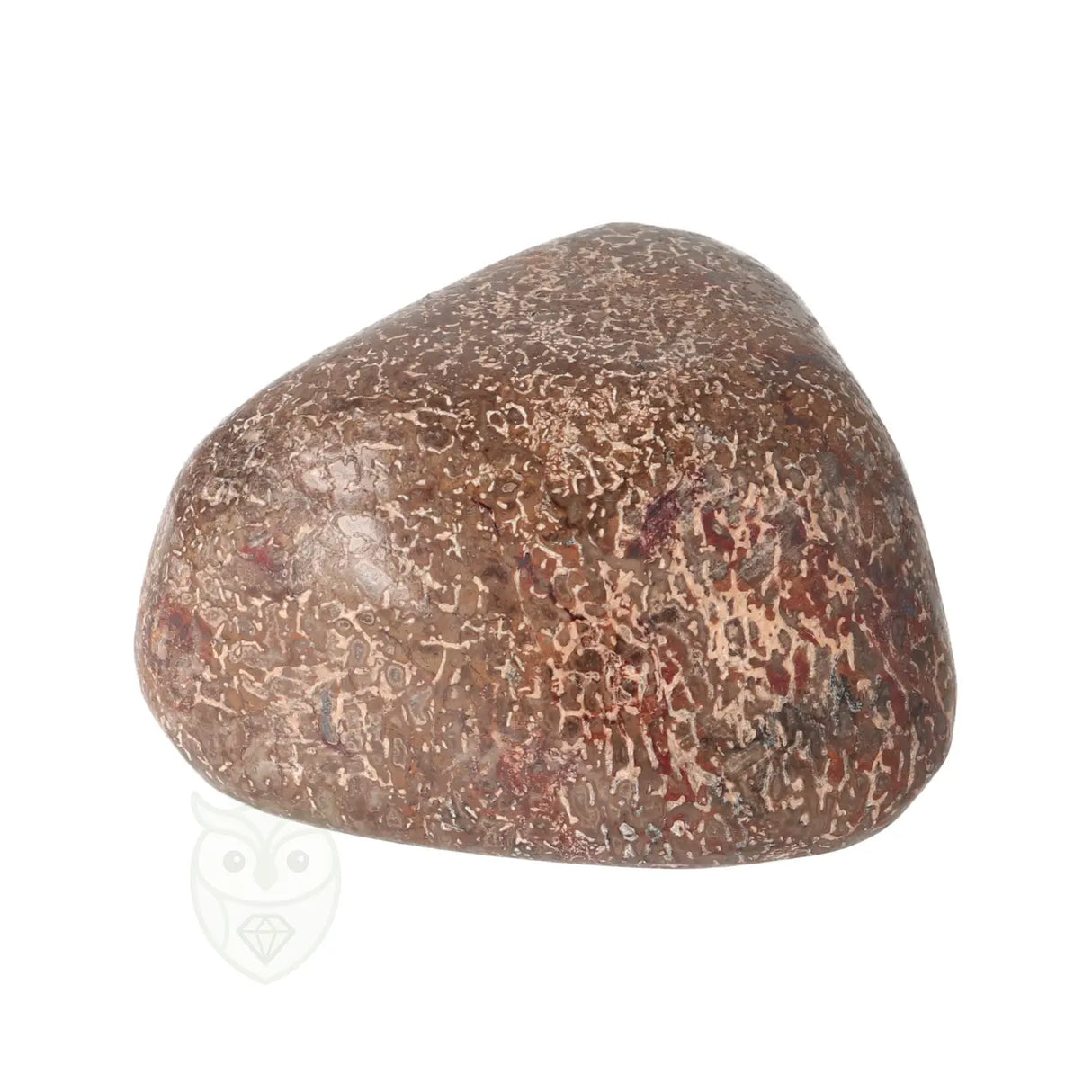 Atlasaurus bot Nr 8 - 137 gram | Fossielen