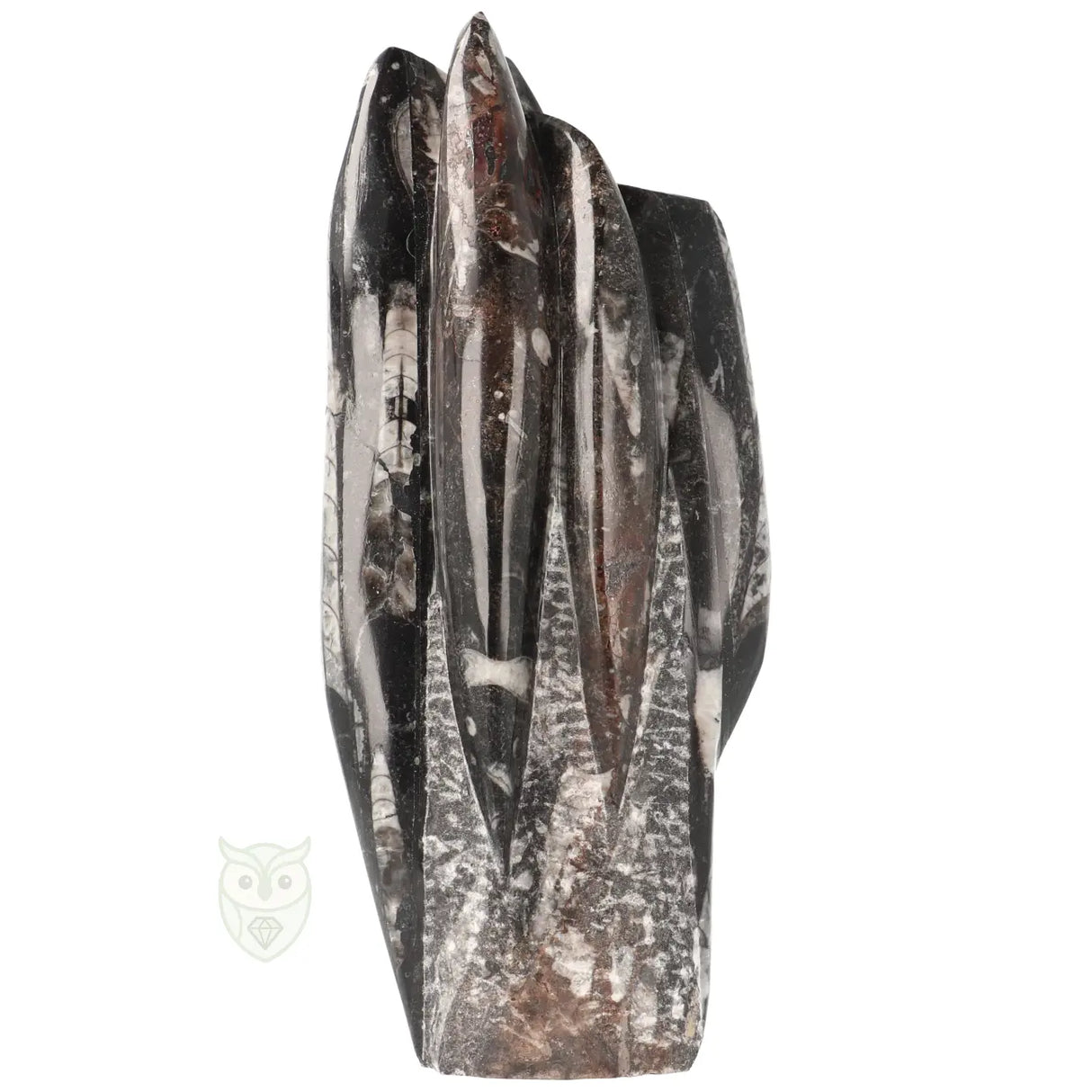 Orthoceras-Skulptur, 1498 Gramm