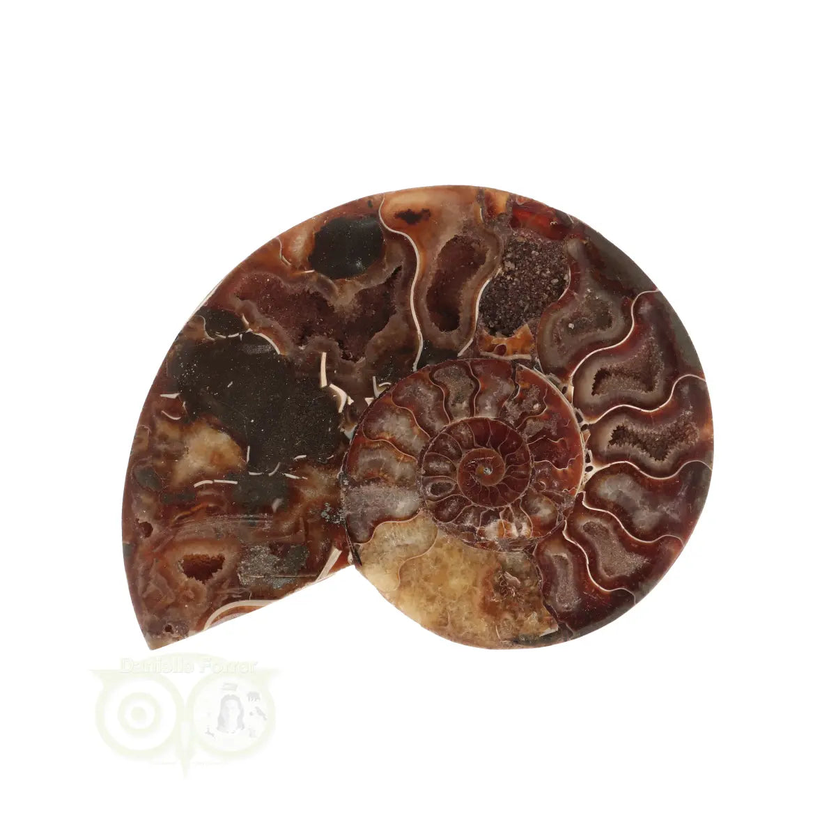 Ammoniet Fossiel paartje Nr 58