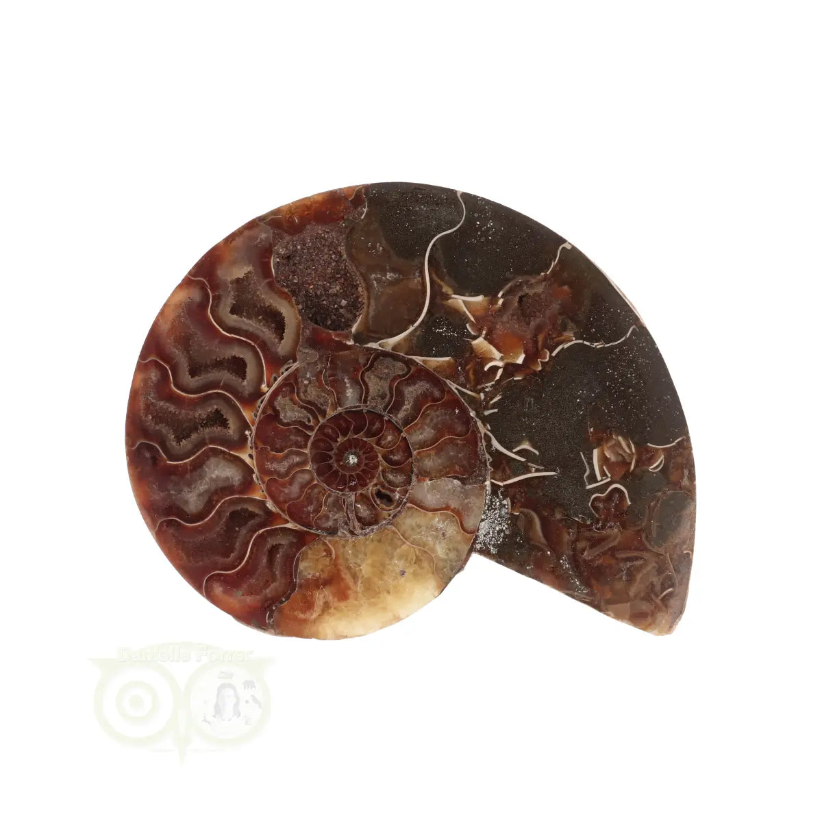 Ammoniet Fossiel paartje Nr 58