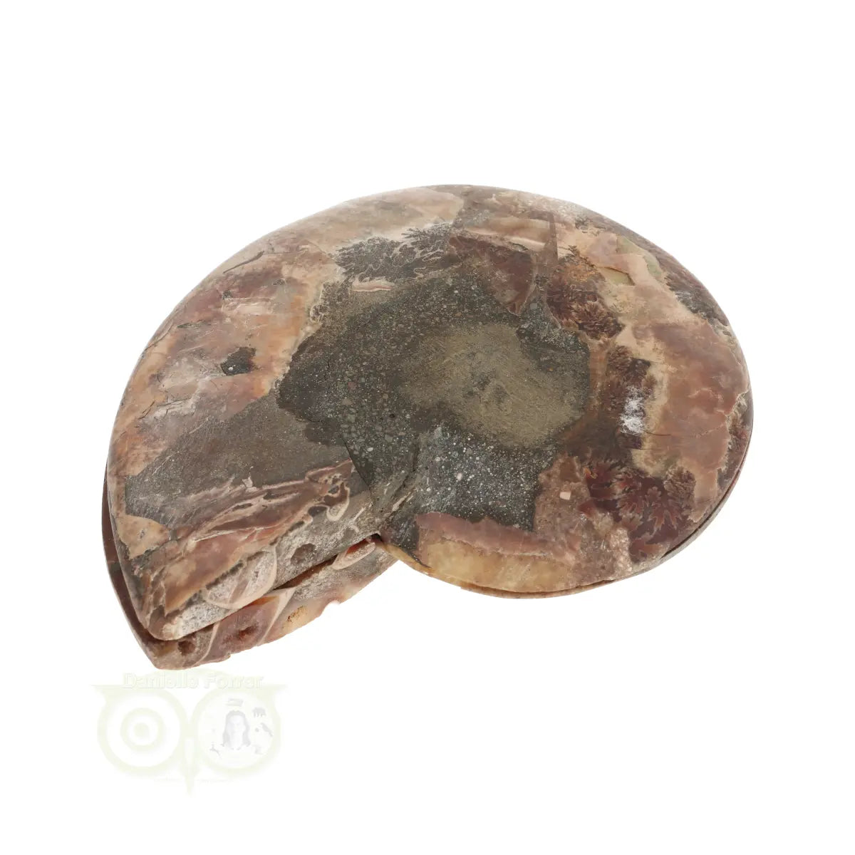 Ammoniet Fossiel paartje Nr 58