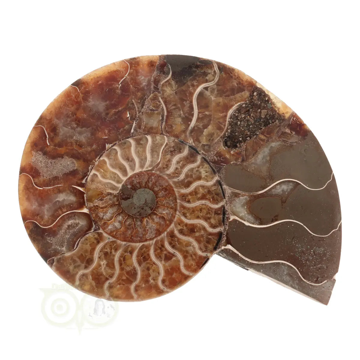 Ammoniet Fossiel paartje Nr 59