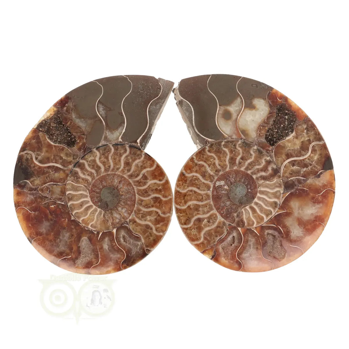 Ammoniet Fossiel paartje Nr 59