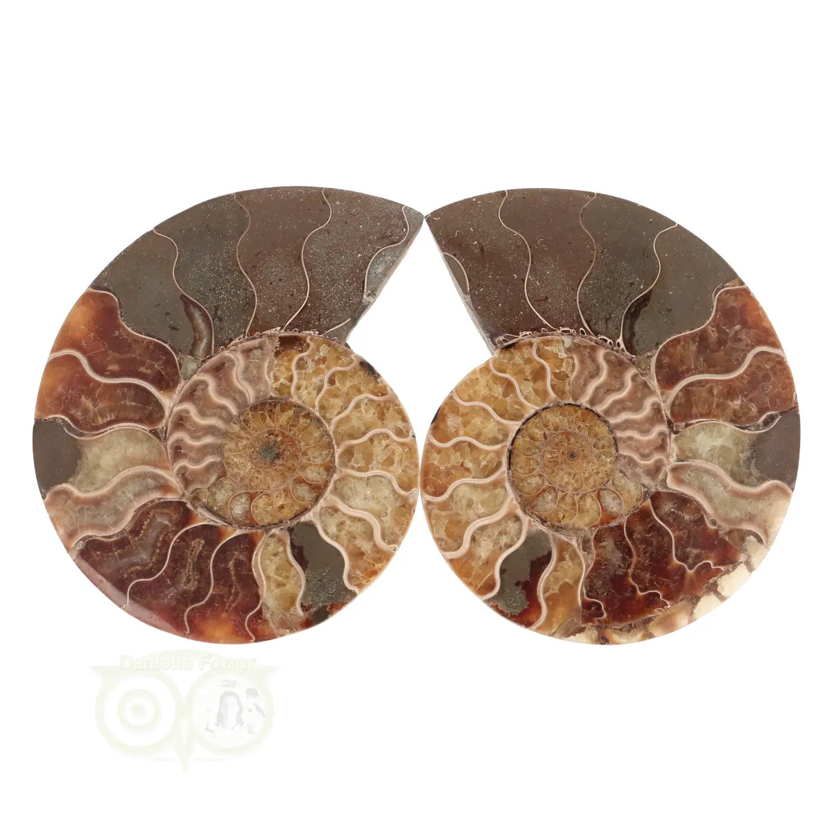 Ammoniet Fossiel paartje Nr 60