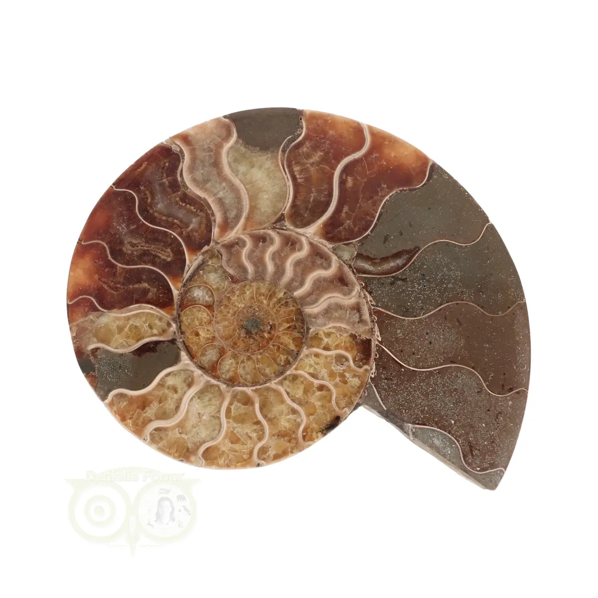 Ammoniet Fossiel paartje Nr 60