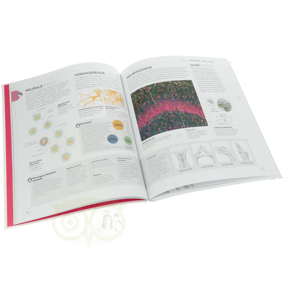 Anatomie van Yoga - Ann Swanson