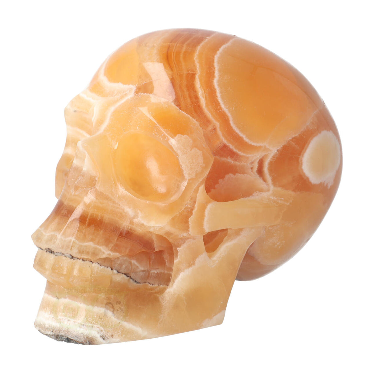 Calciet schedel 1 Kg