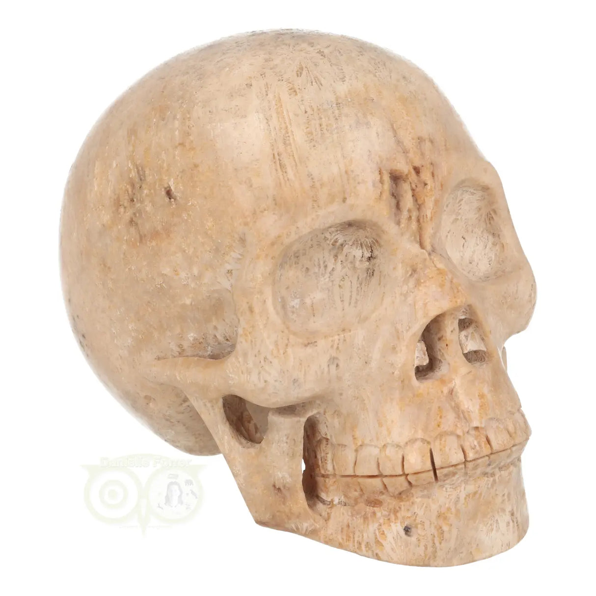 Fossiel koraal kristallen schedel XL 593 gram