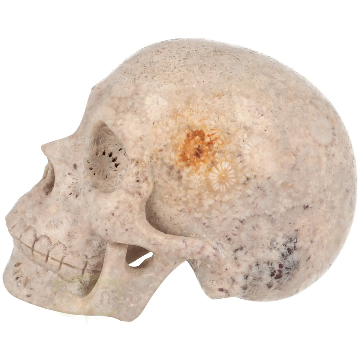 Fossiel koraal kristallen schedel XL 621 gram