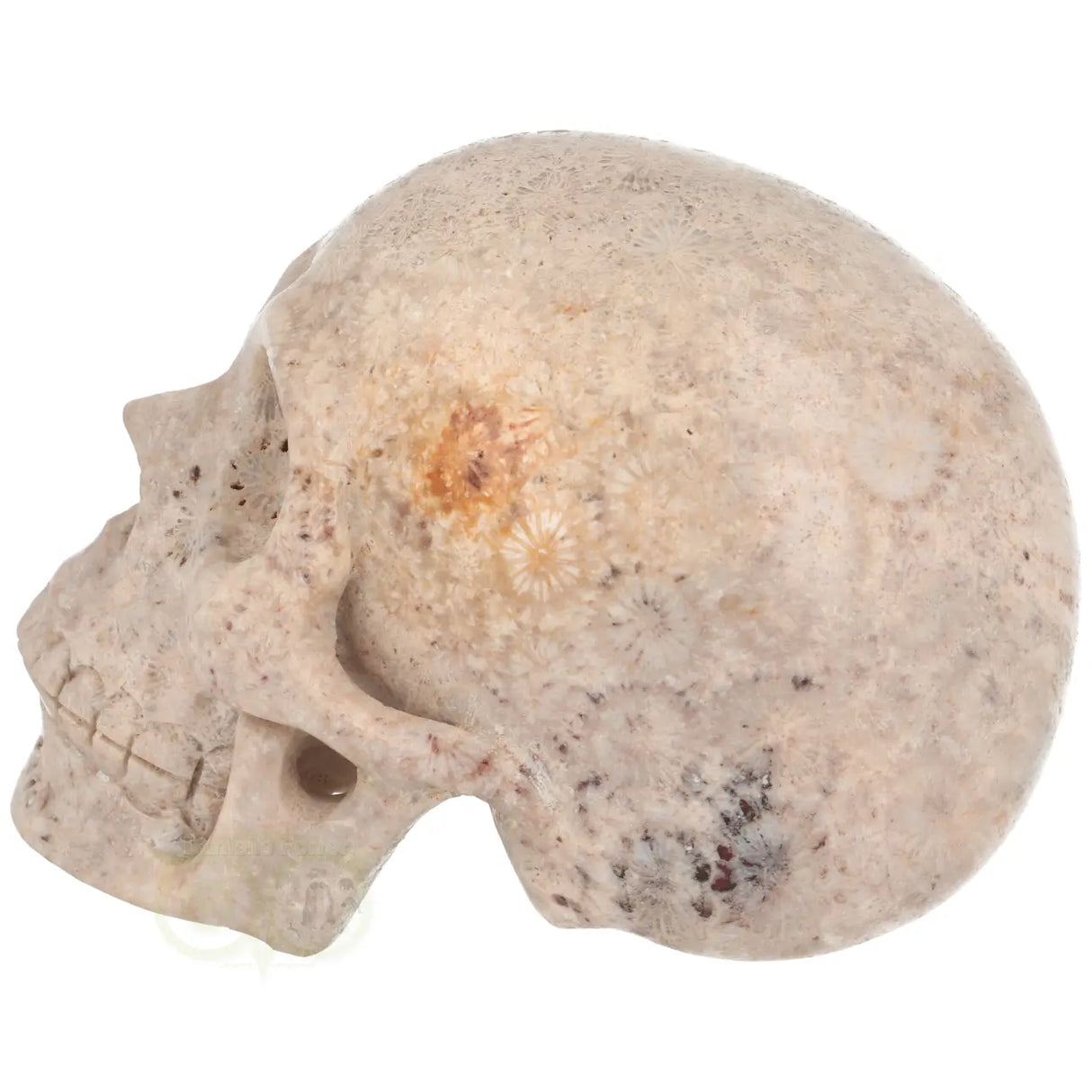 Fossiel koraal kristallen schedel XL 621 gram