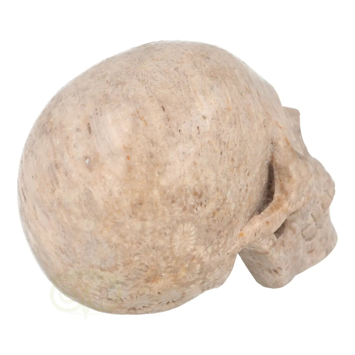 Fossiel koraal kristallen schedel XL 621 gram