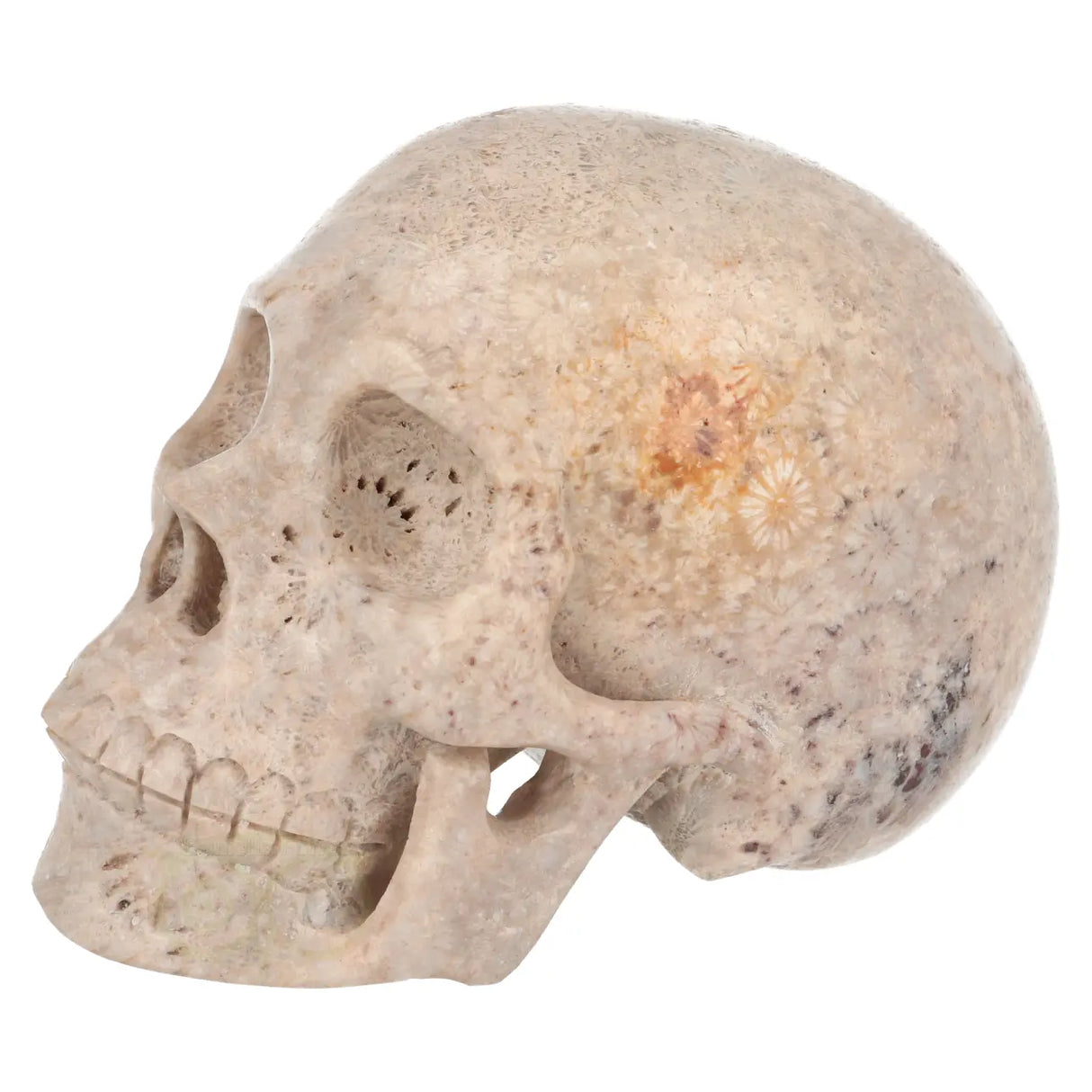 Fossiel koraal kristallen schedel XL 621 gram