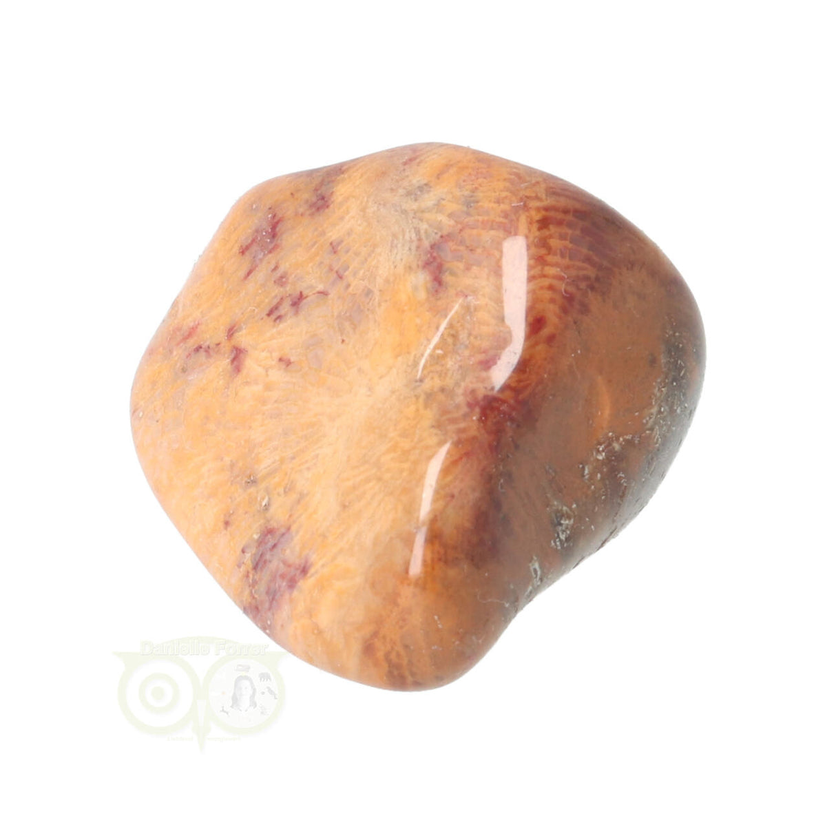 Fossiel Koraal trommelsteen Nr 8