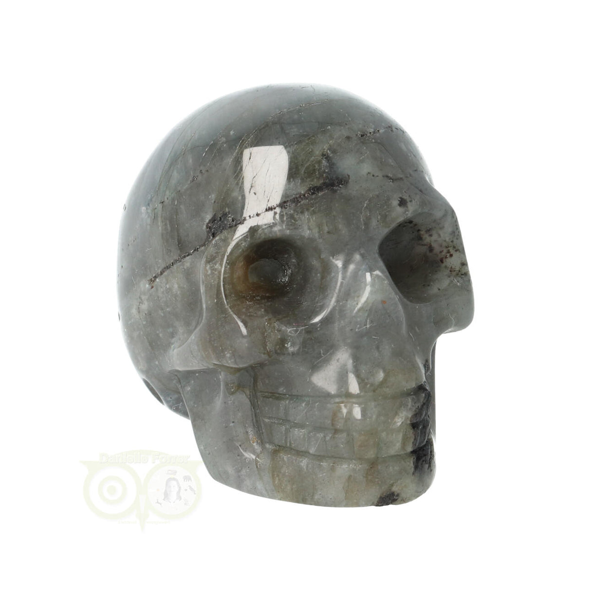 Labradoriet schedel Nr 12