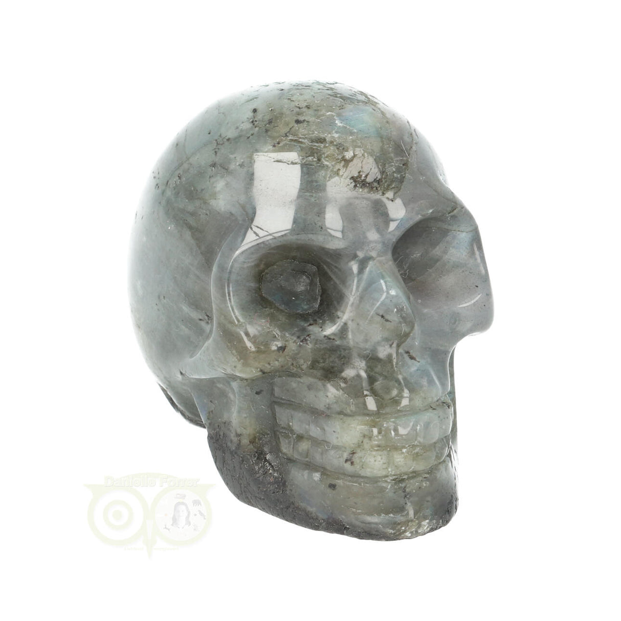 Labradoriet schedel Nr 14