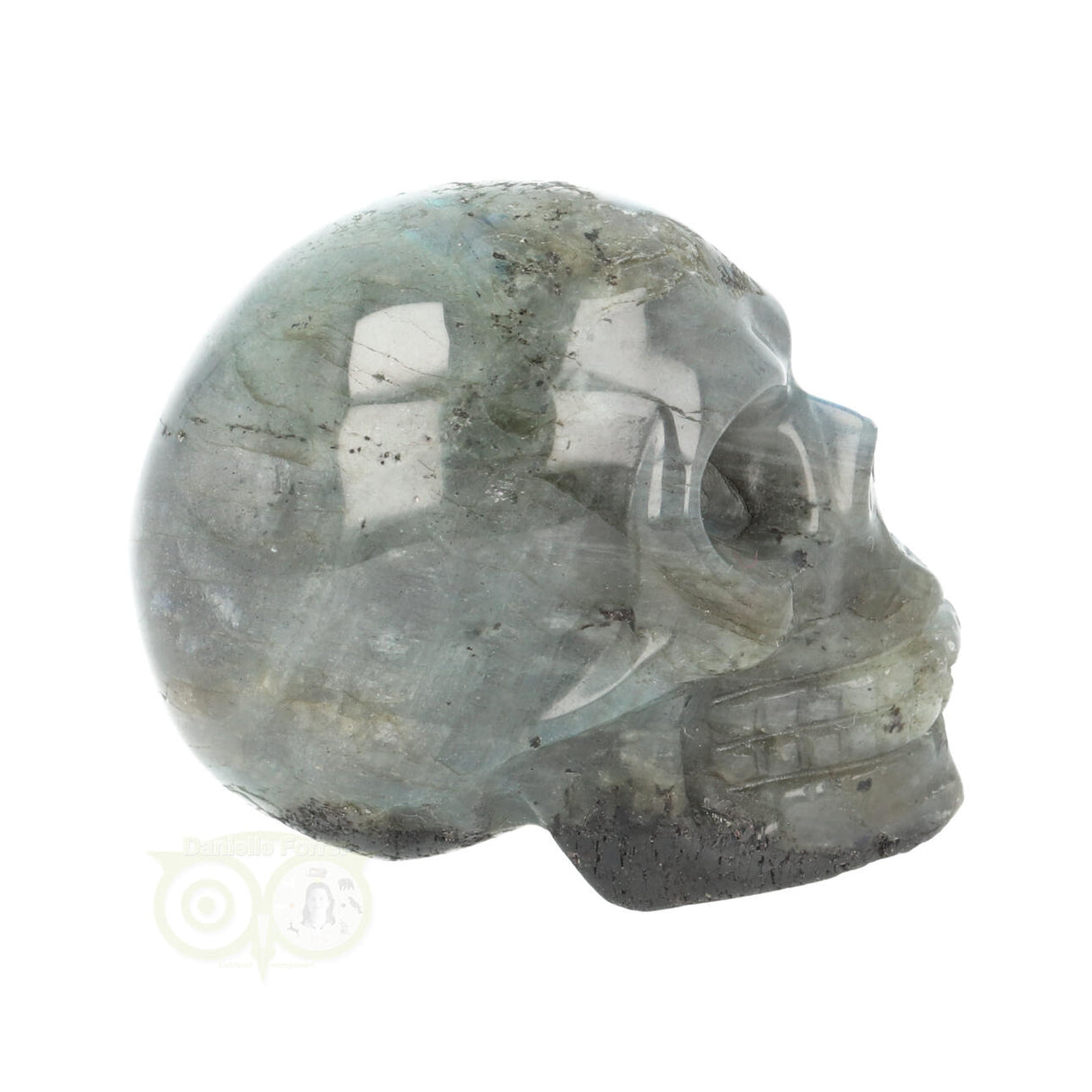 Labradoriet schedel Nr 14