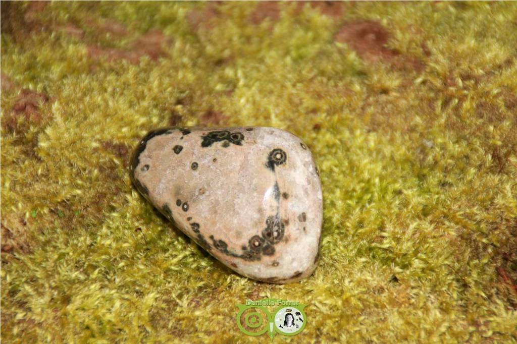 Ocean Eyes Jasper OOJ-RM-4-109