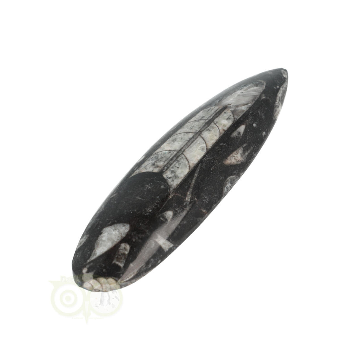 Orthoceras Fossiel geslepen Nr 18