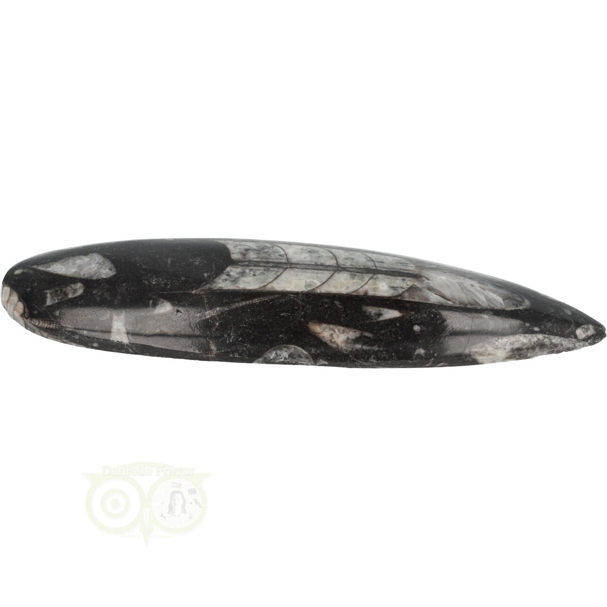 Orthoceras Fossiel geslepen Nr 18