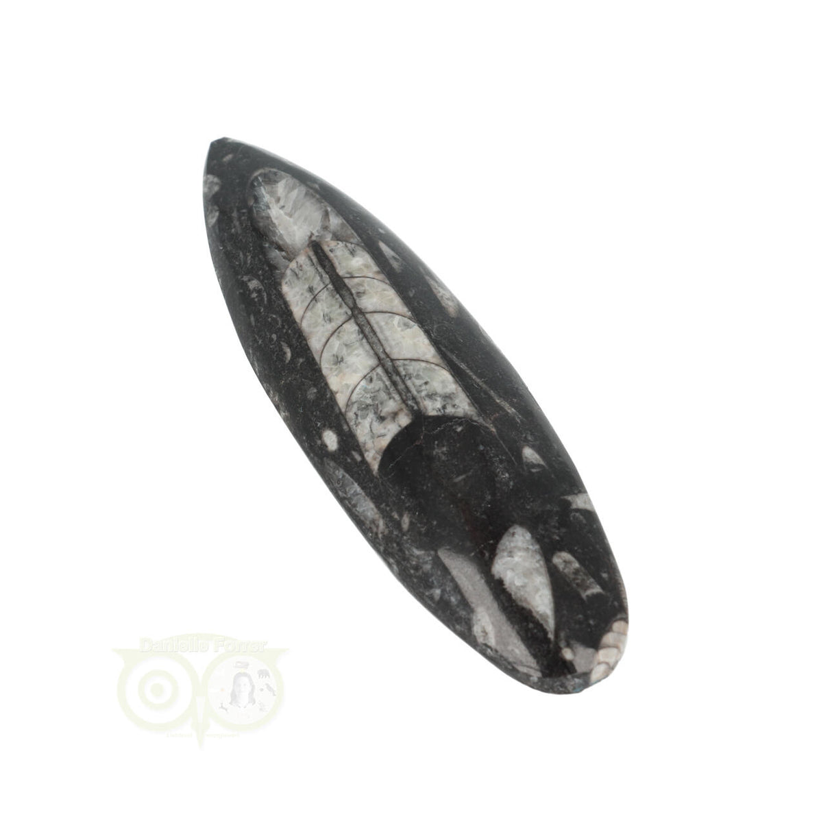 Orthoceras Fossiel geslepen Nr 18