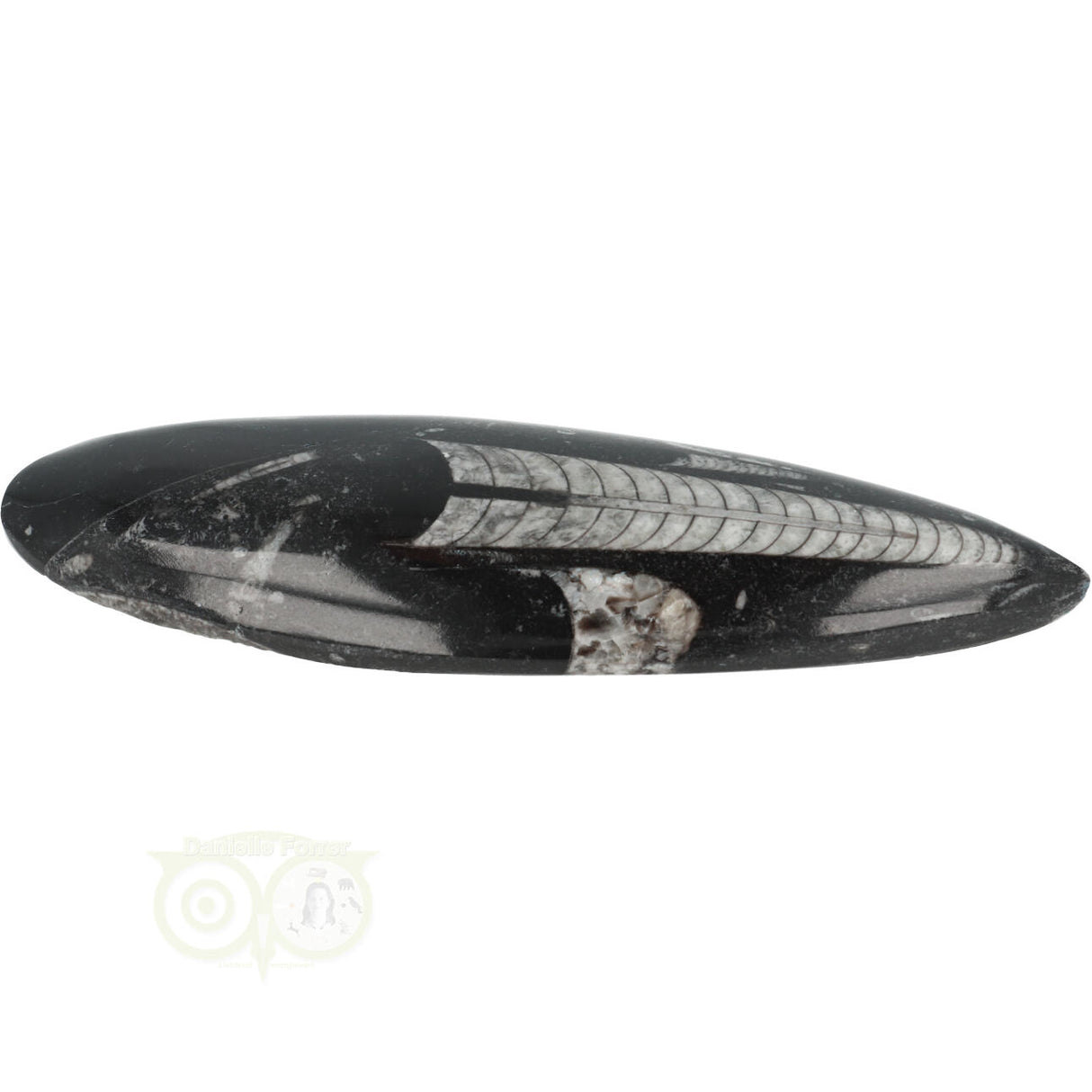 Orthoceras Fossiel geslepen Nr 19