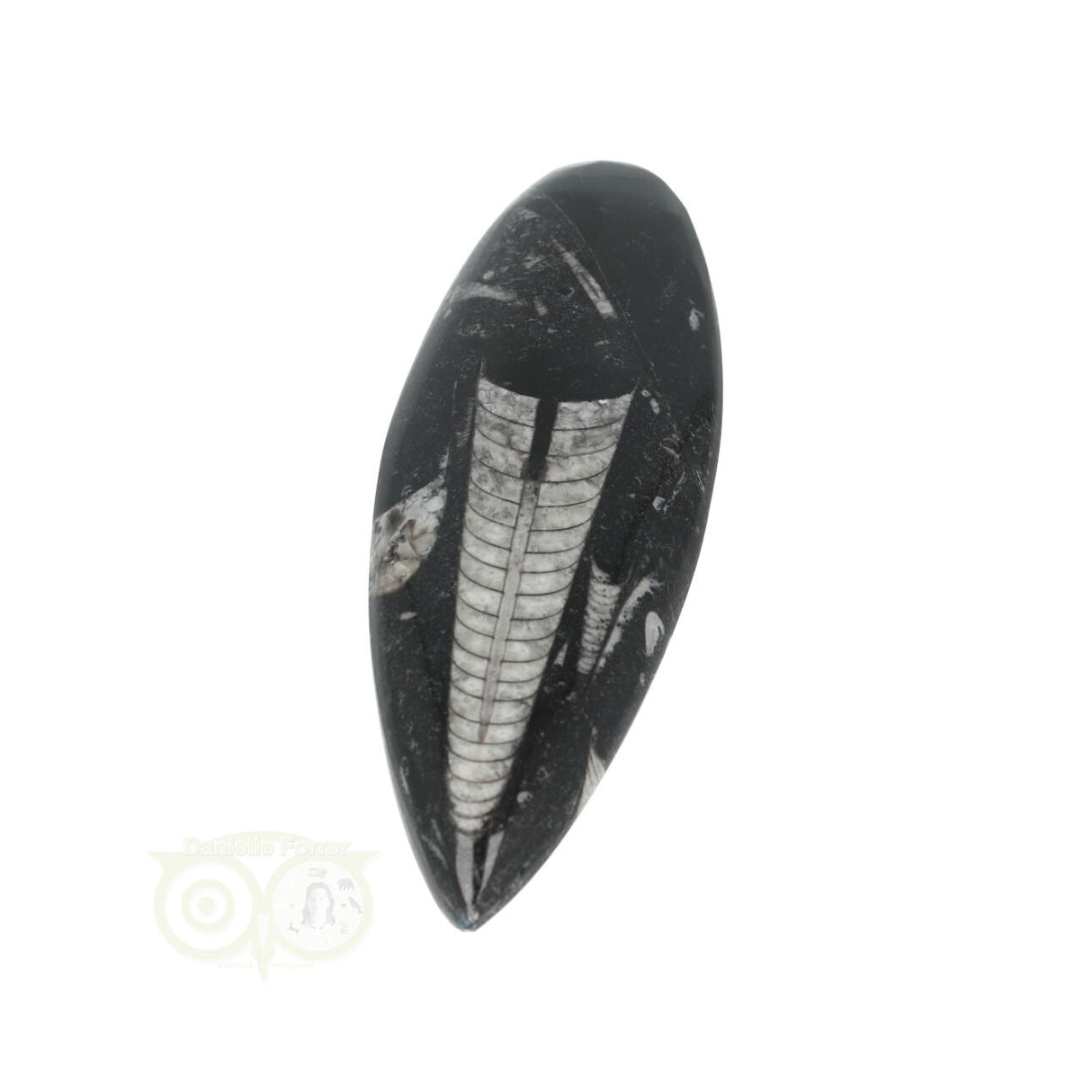 Orthoceras Fossiel geslepen Nr 19