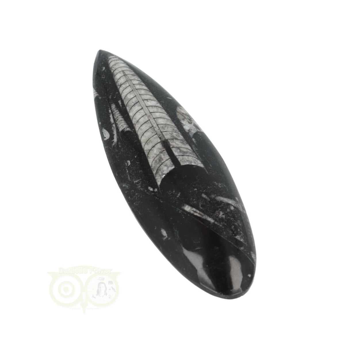 Orthoceras Fossiel geslepen Nr 19