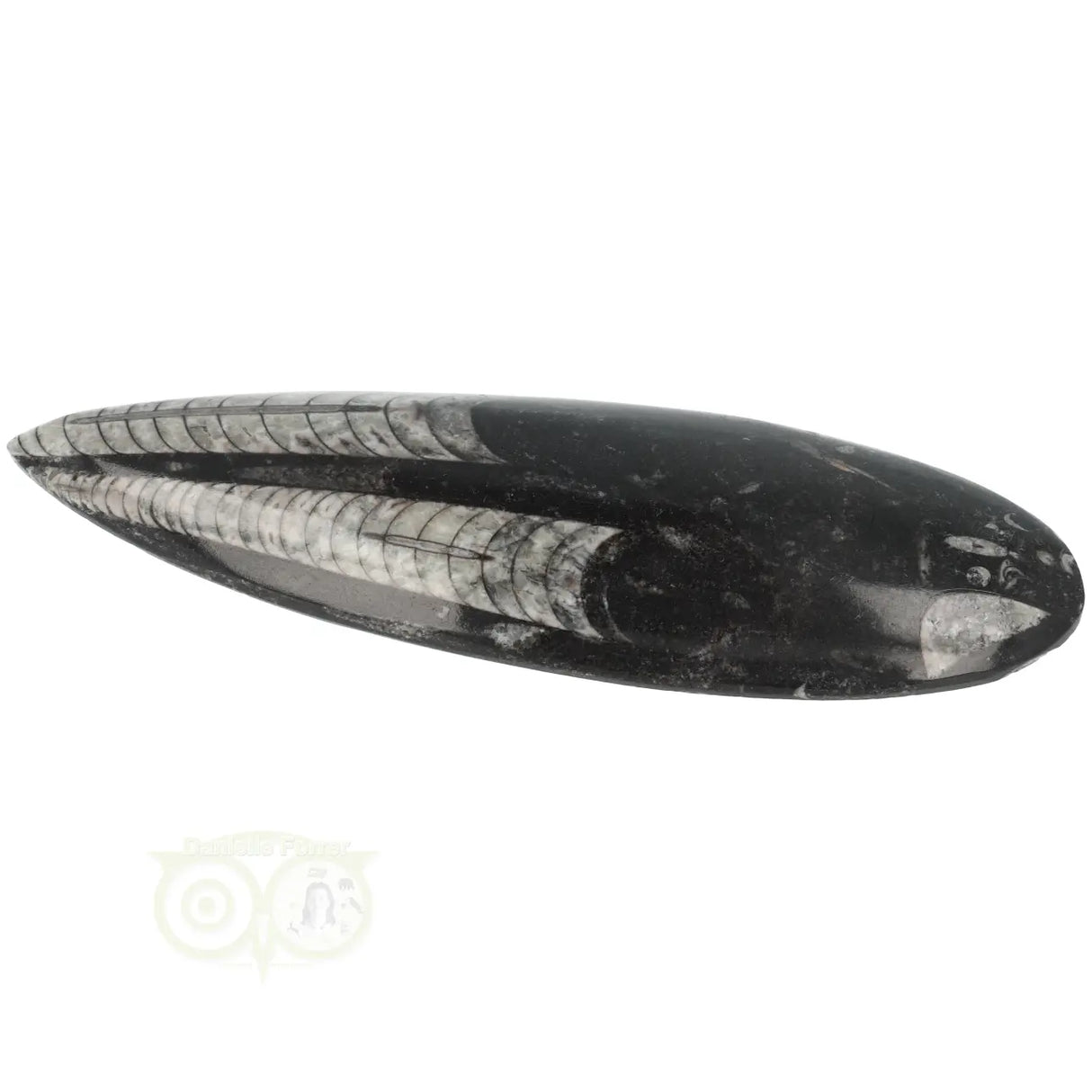 Orthoceras Fossiel geslepen Nr 24