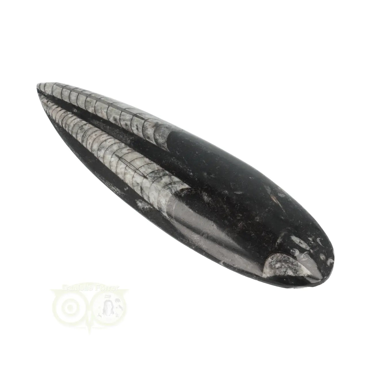 Orthoceras Fossiel geslepen Nr 24