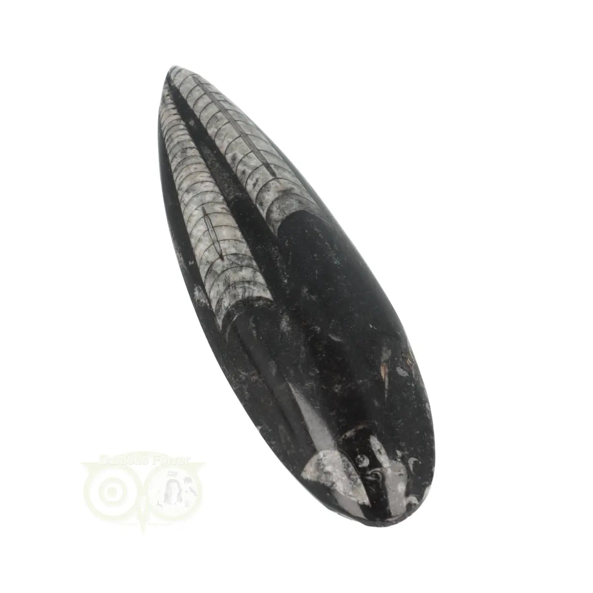 Orthoceras Fossiel geslepen Nr 24