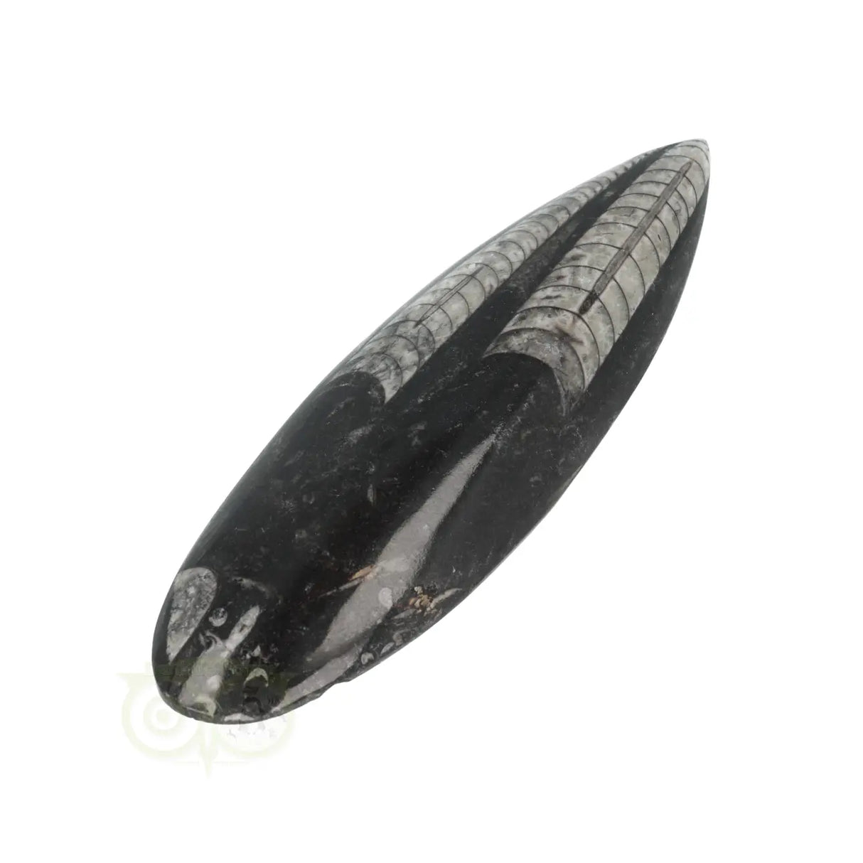 Orthoceras Fossiel geslepen Nr 24