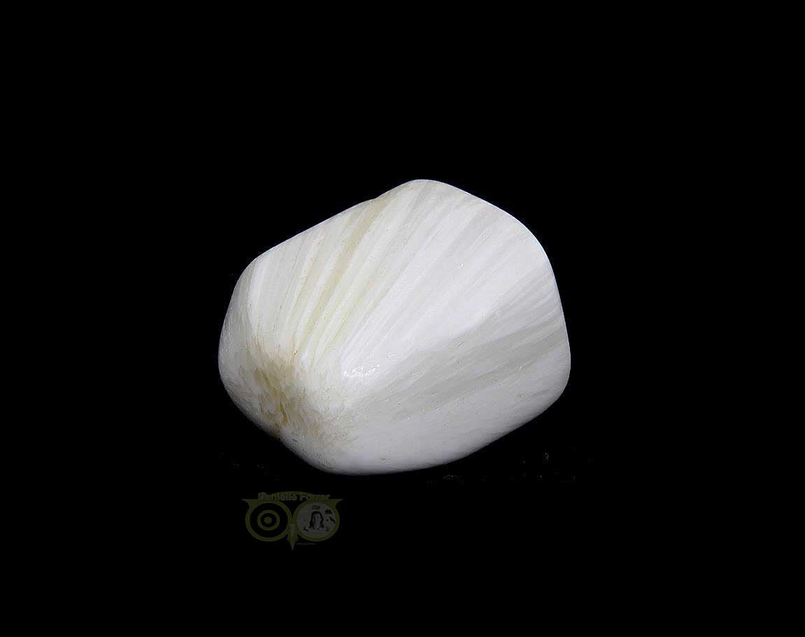 Scolesiet Knuffelsteen Nr 11