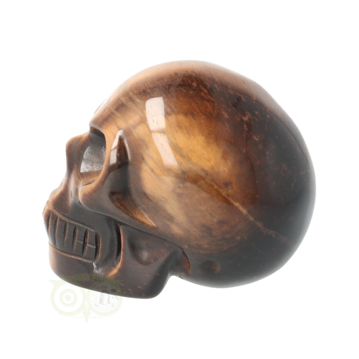 Tijgeroog schedel Nr 4