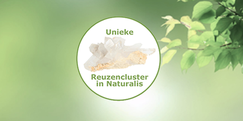Unieke reuzencluster van bergkristal schittert in Naturalis