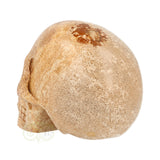 Landschaps jaspis schedel nr. 79 – 291 gram | Edelsteen skull