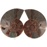 Ammoniet fossiel paartje nr. 64 - 410 gram | Fossiel kopen