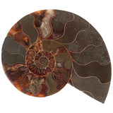 Ammoniet fossiel paartje nr. 64 - 410 gram | Fossiel kopen