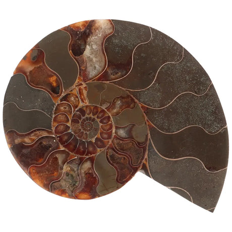 Ammoniet fossiel paartje nr. 64 - 410 gram | Fossiel kopen