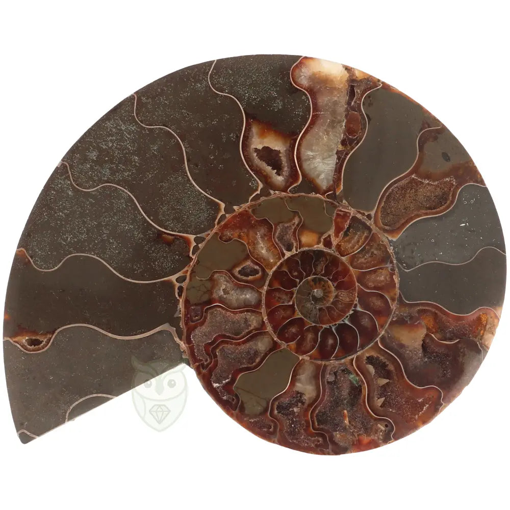 Ammoniet fossiel paartje nr. 64 - 410 gram | Fossiel kopen
