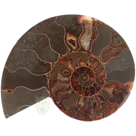 Ammoniet fossiel paartje nr. 64 - 410 gram | Fossiel kopen