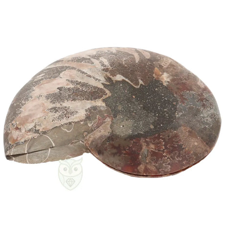 Ammoniet fossiel paartje nr. 64 - 410 gram | Fossiel kopen