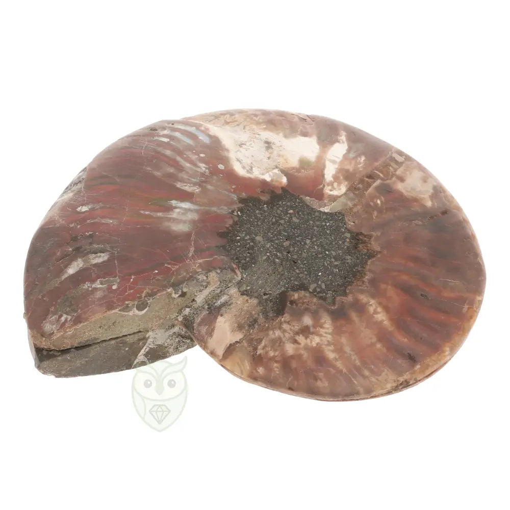 Ammoniet fossiel paartje nr. 69 - 317 gram | Fossiel kopen