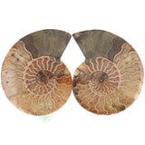 Ammoniet fossiel paartje nr. 69 - 317 gram | Fossiel kopen