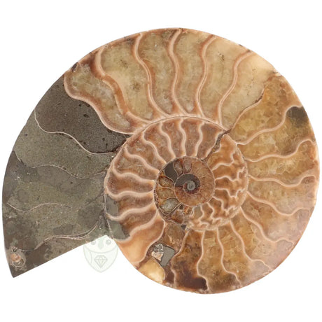 Ammoniet fossiel paartje nr. 69 - 317 gram | Fossiel kopen