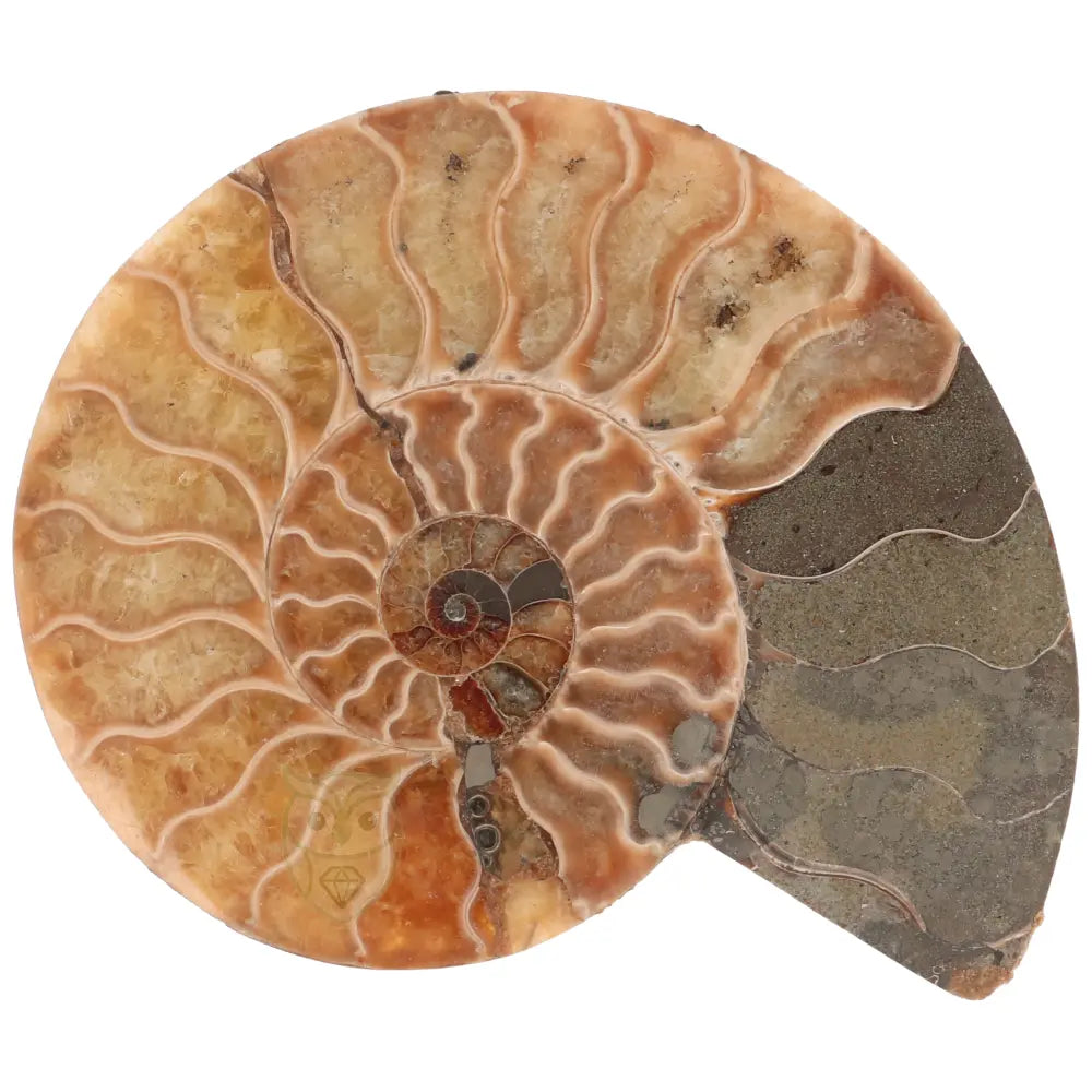 Ammoniet fossiel paartje nr. 69 - 317 gram | Fossiel kopen