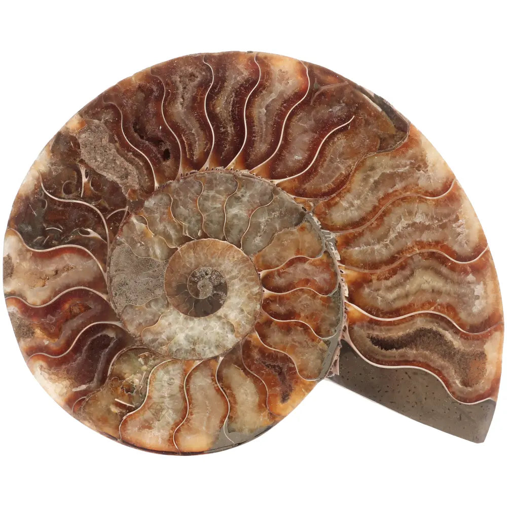 Ammoniet fossiel paartje nr. 70 - 523 gram | Fossiel kopen