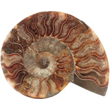 Ammoniet fossiel paartje nr. 70 - 523 gram | Fossiel kopen
